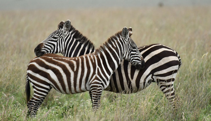 12 Days Tanzanian Dreams Adventure Safaris