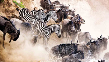 13 Days Tanzania Luxury Safari - Wildebeest Migration & Zanzibar Beach Holiday