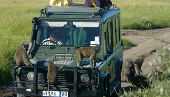3 Days Tanzania Western Safari to Mahale