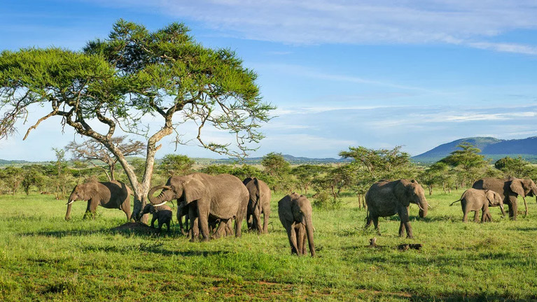 7 Days Tanzania Western Safari to Mahale and Gombe