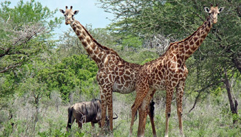 7 Days Tanzania Western Safari to Mahale, Gombe and Kigoma