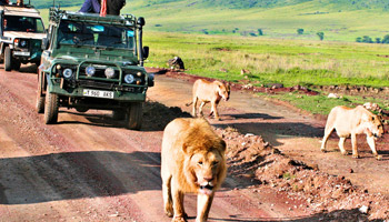 8 Days Family Wildlife Safari To Zanzibar