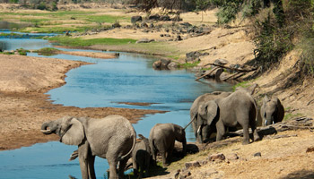 8 Days Tanzania Semi-Luxury Wildlife Safari
