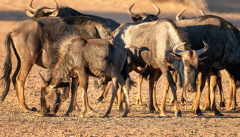 9 Days Honeymoon Safari - Wildebeest Migration & Zanzibar Beach Holiday