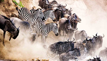9 Days Tanzania Special Wildebeests Migration & Hot Air Balloon Safari