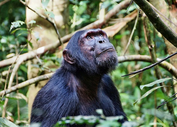Gombe Stream National Park