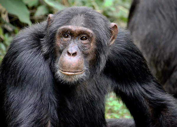Gombe Stream National Park