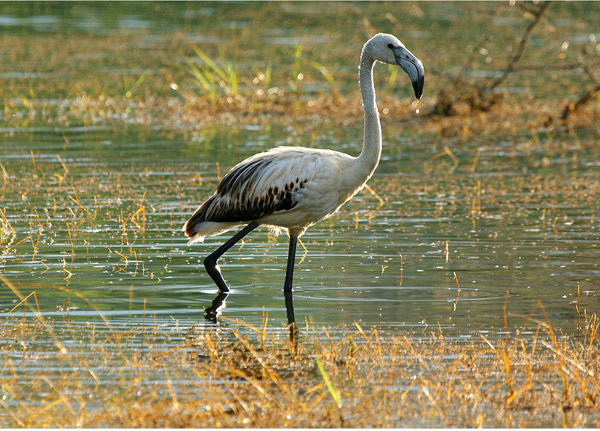 Kitulo National Park
