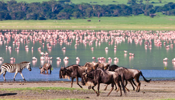 Lake Manyara Day Trip