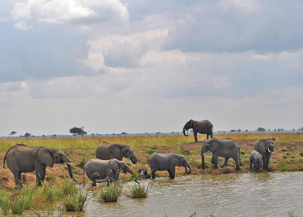 Mikumi National Park