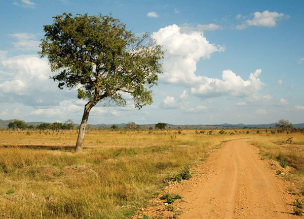 Mikumi National Park