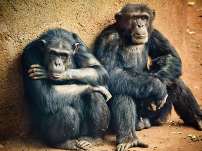 3 Days Tanzania Western Safari to Gombe and Kigoma