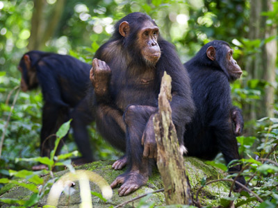 4 Days Tanzania Western Safari to Gombe and Kigoma