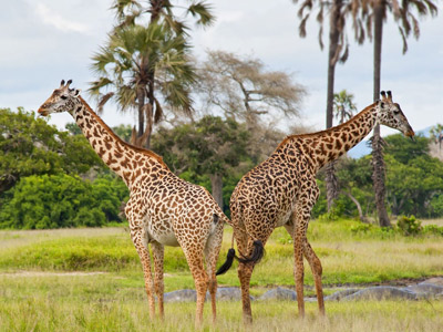 4 Days Tanzania Western Safari to Katavi