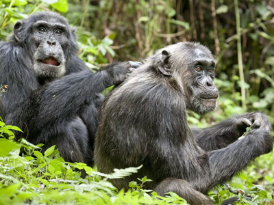 4 Days Tanzania Western Safari to Mahale