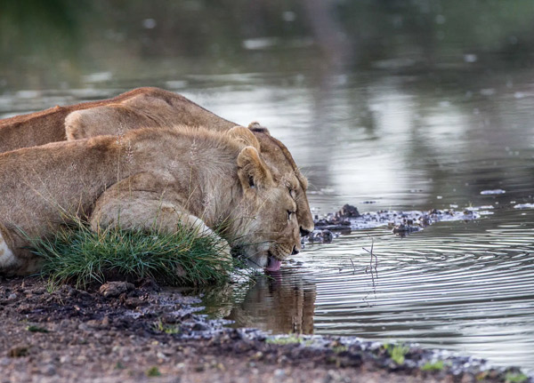Ngorongoro Conservation Area