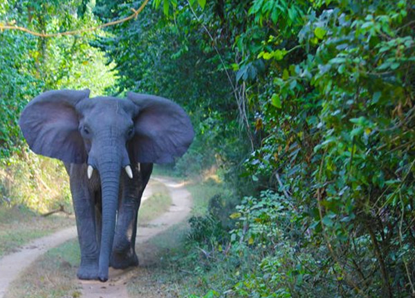 Rubondo National park