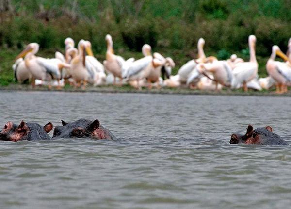 Rubondo National park