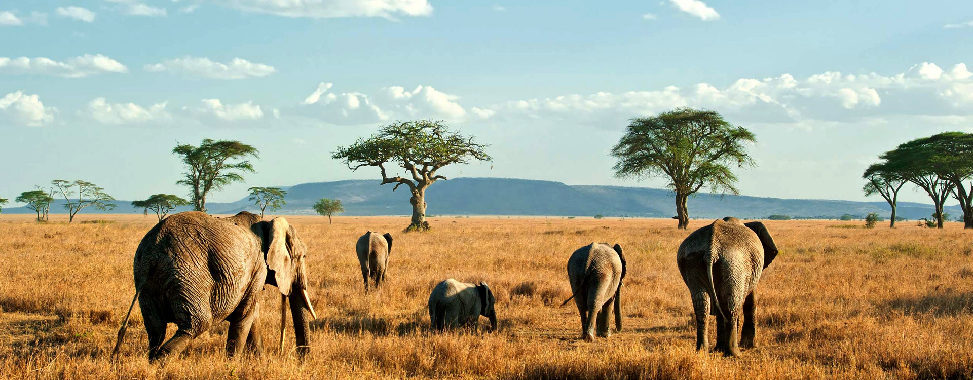 Northern Tanzania Safari