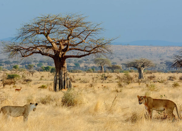 Tarangire National Park